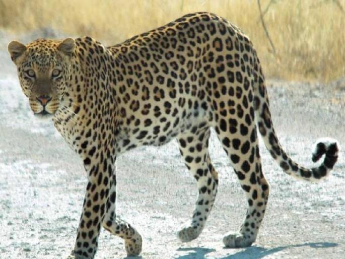In Anandkhede Shivara in Dhule taluka, the leopard has been on the rampage since last week  | आनंदखेडे शिवारात बिबट्याचा धुमाकूळ; आठवडाभरात तीन पाळीव प्राण्यांवर हल्ला In Anandkhede Shivara in Dhule taluka, the leopard has been on the rampage since last week  | आनंदखेडे शिवारात बिबट्याचा धुमाकूळ; आठवडाभरात तीन पाळीव प्राण्यांवर हल्ला