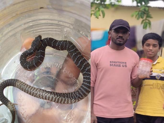 Rare dust snake found in Wing Satara, captured by snake lovers and released into its natural habitat | Satara: विंगमध्ये आढळली दुर्मिळ धुळनागीण, सर्पमित्रांनी ताब्यात घेवून नैसर्गिक अधिवासात सोडले Rare dust snake found in Wing Satara, captured by snake lovers and released into its natural habitat | Satara: विंगमध्ये आढळली दुर्मिळ धुळनागीण, सर्पमित्रांनी ताब्यात घेवून नैसर्गिक अधिवासात सोडले