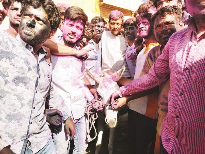 Where To Bring Donkey; Time to find a donkey for a procession to Dhulivandan | चांगले गाढव आणायचे कोठून; धुलीवंदनातील जावयाच्या मिरवणुकीसाठी गर्दभ शोधण्याची आली वेळ Where To Bring Donkey; Time to find a donkey for a procession to Dhulivandan | चांगले गाढव आणायचे कोठून; धुलीवंदनातील जावयाच्या मिरवणुकीसाठी गर्दभ शोधण्याची आली वेळ