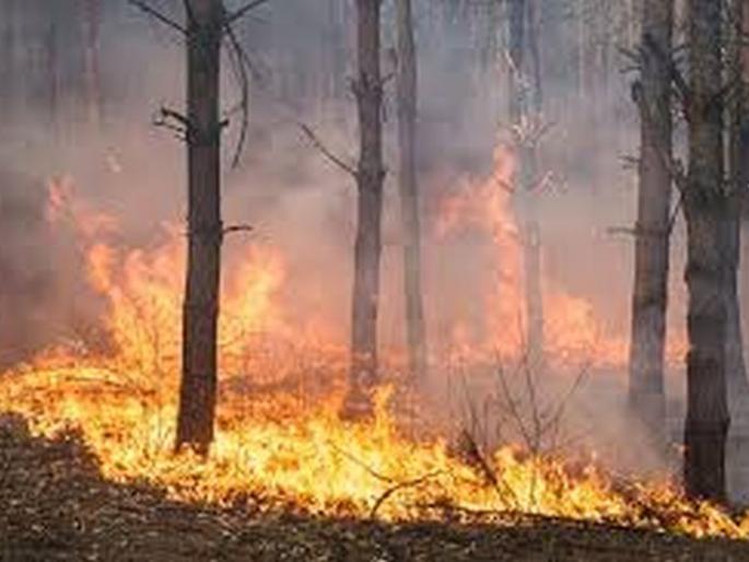 Forest Department's unique initiative to prevent fire | वणवा रोखण्यासाठी वन विभागाचा अनोखा उपक्रम Forest Department's unique initiative to prevent fire | वणवा रोखण्यासाठी वन विभागाचा अनोखा उपक्रम
