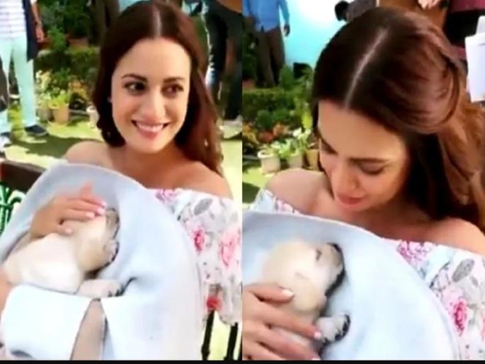 Dia Mirza’s video with a sleepy pooch is too cute to miss | सोशल मीडियावर व्हायरल झाला दिया मिर्झाचा हा व्हिडिओ, सगळीकडे आहे याचीच चर्चा Dia Mirza’s video with a sleepy pooch is too cute to miss | सोशल मीडियावर व्हायरल झाला दिया मिर्झाचा हा व्हिडिओ, सगळीकडे आहे याचीच चर्चा