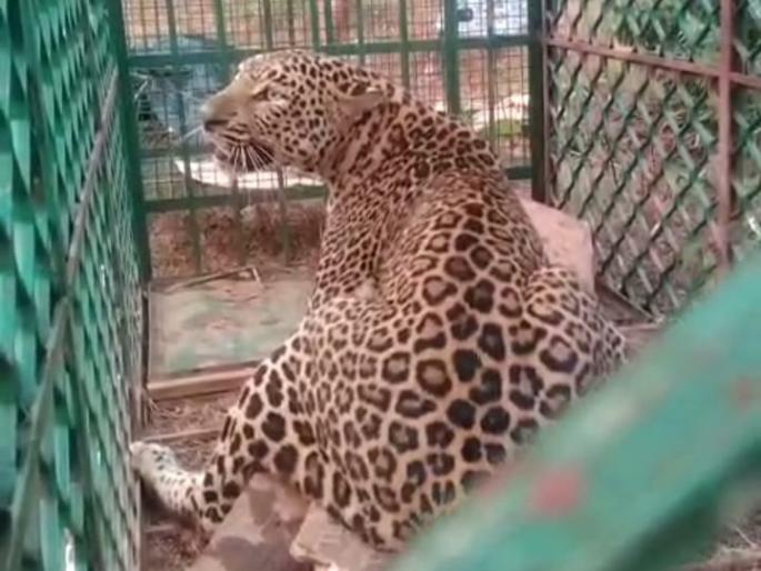 Goa Leopards forest department's efforts successful | गोवा : डिचोलीत बिबट्या जेरबंद, वन खात्याच्या प्रयत्नांना यश   Goa Leopards forest department's efforts successful | गोवा : डिचोलीत बिबट्या जेरबंद, वन खात्याच्या प्रयत्नांना यश
