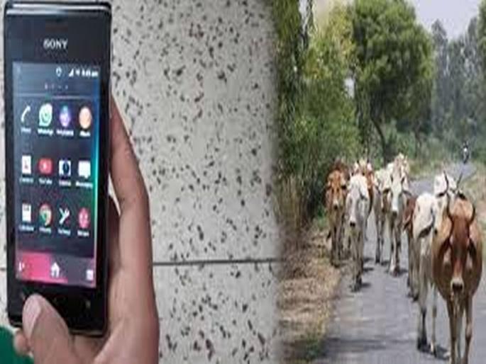 Digital business of livestock marketing started in Muktainagar | मुक्ताईनगरात सुरु झाला पशुधन खरेदी-विक्रीचा डिजीटल व्यापार Digital business of livestock marketing started in Muktainagar | मुक्ताईनगरात सुरु झाला पशुधन खरेदी-विक्रीचा डिजीटल व्यापार