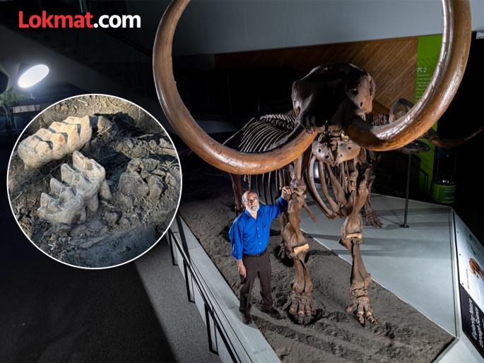 Jaw of a mastodon found in the backyard, extinct thousands of years ago | दुर्मिळ! घराच्या अंगणात सापडला हजारो वर्षांपूर्वी नामशेष झालेला 'मास्टोडॉन'चा जबडा