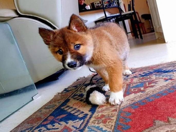 Stray dog took a DNA test and it turns out he is endangered Australian dingo | सामान्य कुत्रा म्हणून ज्याला घरी आणलं, त्याची डीएनए टेस्ट केल्यावर समोर आलं वेगळंच... Stray dog took a DNA test and it turns out he is endangered Australian dingo | सामान्य कुत्रा म्हणून ज्याला घरी आणलं, त्याची डीएनए टेस्ट केल्यावर समोर आलं वेगळंच...