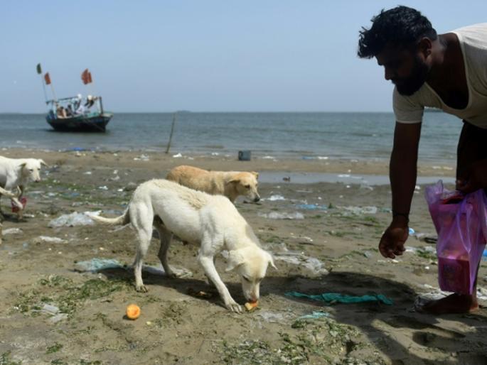 Isle of dogs: Pakistan fishers feed islands full of strays | या बेटावर फक्त कुत्रेच राहातात... मच्छिमारांच्या मदतीमुळे राहिले जिवंत Isle of dogs: Pakistan fishers feed islands full of strays | या बेटावर फक्त कुत्रेच राहातात... मच्छिमारांच्या मदतीमुळे राहिले जिवंत