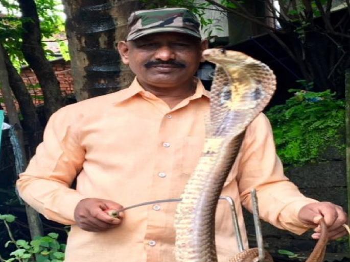 Nag Panchami Special Dinkar Chougule from Kolhapur saved the lives of 20,000 snakes | नागपंचमी विशेष: अकरावेळा सापाने घेतला चावा, तरीही मैत्री नाही तुटली; कोल्हापुरातील दिनकर चौगुलेंनी २० हजार सापांना दिलं जीवदान Nag Panchami Special Dinkar Chougule from Kolhapur saved the lives of 20,000 snakes | नागपंचमी विशेष: अकरावेळा सापाने घेतला चावा, तरीही मैत्री नाही तुटली; कोल्हापुरातील दिनकर चौगुलेंनी २० हजार सापांना दिलं जीवदान