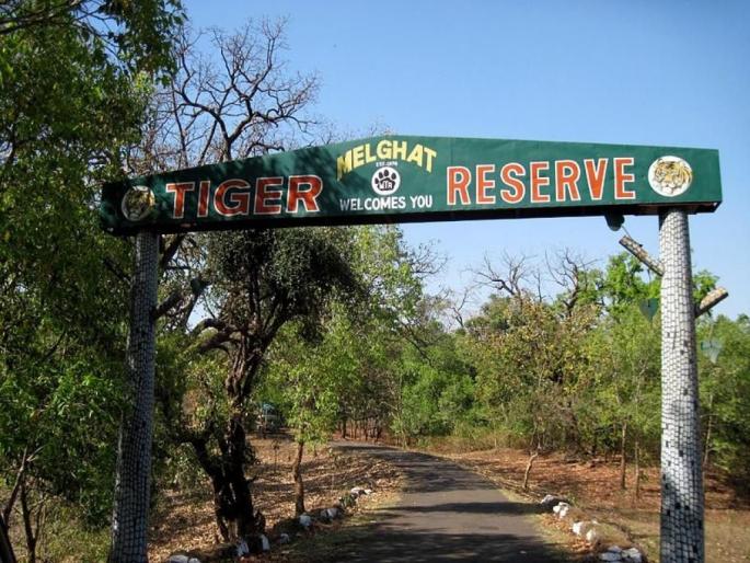 Terror of Gum Smugglers in Melghat Forest; A forest guard was beaten with stones and sticks during the blockade | मेळघाटच्या जंगलात डिंक तस्करांची दहशत; नाकाबंदीत वनरक्षकाला दगड, काठीने मारहाण  Terror of Gum Smugglers in Melghat Forest; A forest guard was beaten with stones and sticks during the blockade | मेळघाटच्या जंगलात डिंक तस्करांची दहशत; नाकाबंदीत वनरक्षकाला दगड, काठीने मारहाण