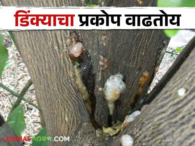 Latest News Gum disease is increasing, how to take care of orange farm see details | Crop Management : डिंक्याचा प्रकाेप वाढताेय, कशी घ्याल संत्रा बागांची काळजी? वाचा सविस्तर  Latest News Gum disease is increasing, how to take care of orange farm see details | Crop Management : डिंक्याचा प्रकाेप वाढताेय, कशी घ्याल संत्रा बागांची काळजी? वाचा सविस्तर
