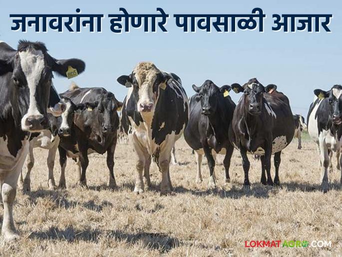 Don't let Animal Care be neglected; During the rainy season, various diseases affect the livestock | Animal Care नका होऊ देऊ दुर्लक्ष; पावसाळ्यात विविध आजारांचे असते पशुधनावर लक्ष