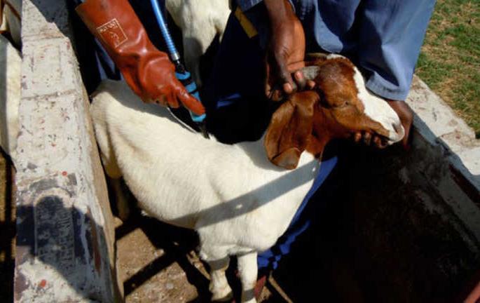 In Buldhana district there is a disease prevention vaccine available | बुलडाणा जिल्ह्यात साडेतीन लाखावर रोग प्रतिबंधक लस उपलब्ध In Buldhana district there is a disease prevention vaccine available | बुलडाणा जिल्ह्यात साडेतीन लाखावर रोग प्रतिबंधक लस उपलब्ध