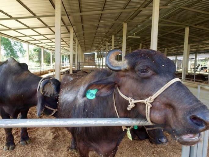 Distribution of dairy animals will start after completion of code of conduct! | आचारसंहिता संपल्यानंतर सुरू होणार दुभत्या जनावरांचे वाटप! Distribution of dairy animals will start after completion of code of conduct! | आचारसंहिता संपल्यानंतर सुरू होणार दुभत्या जनावरांचे वाटप!
