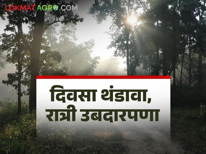 Latest news Maharashtra weather update Cold during day and warm at night in Maharashtra, read weather forecast | Maharashtra Weather Update : थंडीचा प्रभाव कमी, दिवसा थंडावा तर रात्री ऊबदारपणा, वाचा हवामान अंदाज  Latest news Maharashtra weather update Cold during day and warm at night in Maharashtra, read weather forecast | Maharashtra Weather Update : थंडीचा प्रभाव कमी, दिवसा थंडावा तर रात्री ऊबदारपणा, वाचा हवामान अंदाज