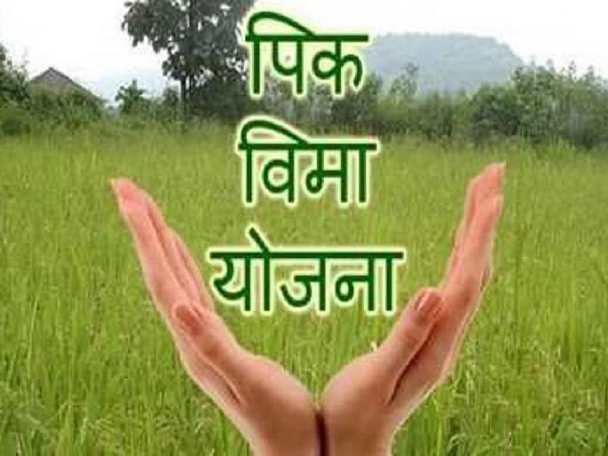 Farmers without crop insurance will not get compensation; There is no survey of insured crops either | पीक विमा नसलेल्या शेतकऱ्यांना नाही मिळणार भरपाई Farmers without crop insurance will not get compensation; There is no survey of insured crops either | पीक विमा नसलेल्या शेतकऱ्यांना नाही मिळणार भरपाई