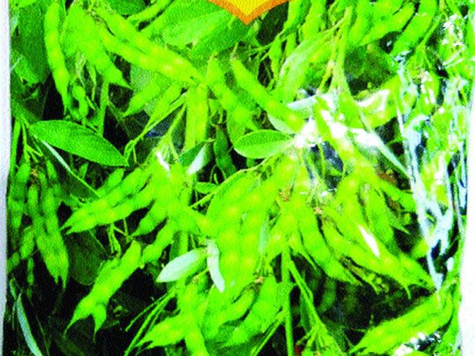 For the first time, sowing of turi on eleven and a half thousand hectares; Satisfactory rainfall | प्रथमच साडेअकरा हजार हेक्टरवर तुरीचा पेरा; समाधानकारक पाऊस For the first time, sowing of turi on eleven and a half thousand hectares; Satisfactory rainfall | प्रथमच साडेअकरा हजार हेक्टरवर तुरीचा पेरा; समाधानकारक पाऊस