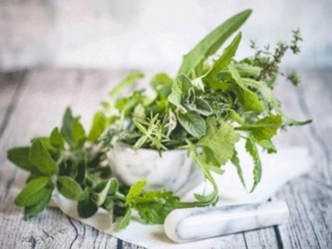 ICAR has found a compound from herbal plants it claims potential to treat coronavirus | दिलासादायक! कोरोनाचं कंबरडं मोडणारं औषध; 'या' झाडापासून बनणारा रस रुग्णांसाठी संजीवनी ICAR has found a compound from herbal plants it claims potential to treat coronavirus | दिलासादायक! कोरोनाचं कंबरडं मोडणारं औषध; 'या' झाडापासून बनणारा रस रुग्णांसाठी संजीवनी