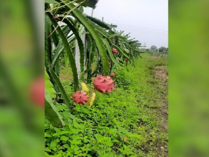 Traditional crops betrayed; Then there was dragon fruit farming, from a single plant last year and this year too, income of lakhs | पारंपरिक पिकांनी दगा दिला; मग केली ड्रॅगन फ्रूट शेती, एकाच रोपापासून मागील वर्षी अन् यंदाही लाखोंचे उत्पन्न Traditional crops betrayed; Then there was dragon fruit farming, from a single plant last year and this year too, income of lakhs | पारंपरिक पिकांनी दगा दिला; मग केली ड्रॅगन फ्रूट शेती, एकाच रोपापासून मागील वर्षी अन् यंदाही लाखोंचे उत्पन्न