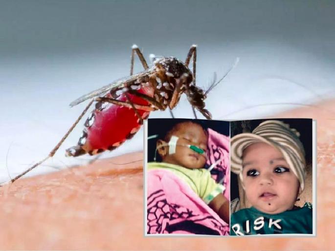 Dengue is increasing in yavatmal dist; Two children died during treatment | डेंग्यूचा डंख वाढतोय; दोन चिमुरड्यांचा उपचारादरम्यान मृत्यू Dengue is increasing in yavatmal dist; Two children died during treatment | डेंग्यूचा डंख वाढतोय; दोन चिमुरड्यांचा उपचारादरम्यान मृत्यू