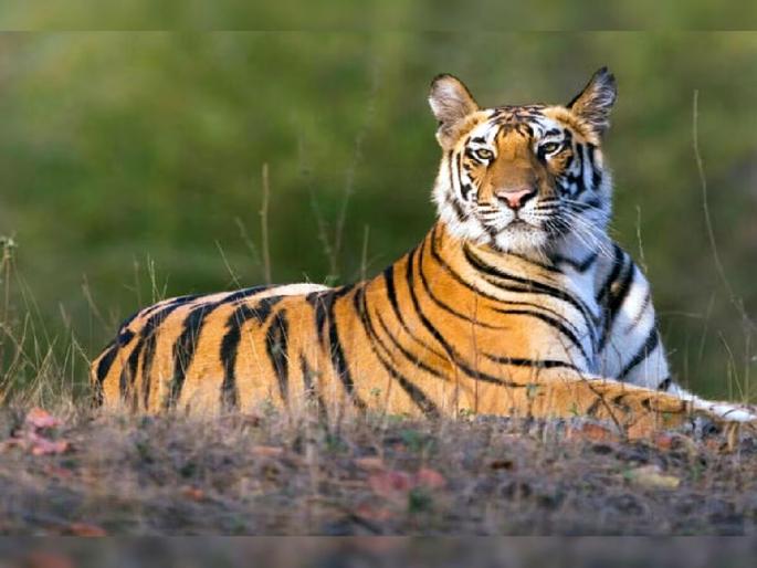 146 tigers killed across the country within nine months; Report of the National Tiger Authority | नऊ महिन्यांतच देशभरात १४६ वाघांचा बळी; राष्ट्रीय व्याघ्र प्राधिकरणाचा अहवाल 146 tigers killed across the country within nine months; Report of the National Tiger Authority | नऊ महिन्यांतच देशभरात १४६ वाघांचा बळी; राष्ट्रीय व्याघ्र प्राधिकरणाचा अहवाल
