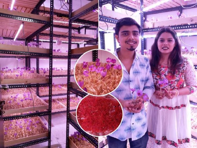 young couple from nagpur flourished a saffron farm at home in 4 by 4 closed room and earns 8 lakhs | काश्मीरची केशरशेती उष्णकटिबंधीय नागपुरात; ४ बाय ४ ची बंद खोली.. ५ महिने अन् लाखांची कमाई young couple from nagpur flourished a saffron farm at home in 4 by 4 closed room and earns 8 lakhs | काश्मीरची केशरशेती उष्णकटिबंधीय नागपुरात; ४ बाय ४ ची बंद खोली.. ५ महिने अन् लाखांची कमाई