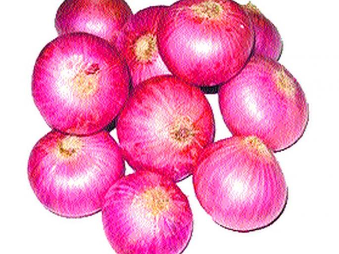 Onion scarcity continues throughout the state due to loss of crops due to rain | पावसाने पिकांचे नुकसान झाल्याने राज्यभर कांद्याची टंचाई सुरूच Onion scarcity continues throughout the state due to loss of crops due to rain | पावसाने पिकांचे नुकसान झाल्याने राज्यभर कांद्याची टंचाई सुरूच