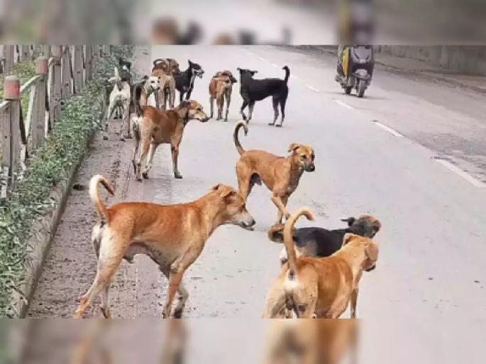 Nagpur Municipal Corp action! Sterilization of 4 thousand dogs in 4 months | मनपाची ॲक्शन ! चार महिन्यात चार हजारांवर श्वानांची नसबंदी Nagpur Municipal Corp action! Sterilization of 4 thousand dogs in 4 months | मनपाची ॲक्शन ! चार महिन्यात चार हजारांवर श्वानांची नसबंदी