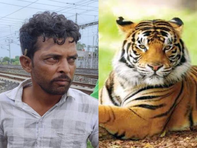 hunt of the hunters who worked for tiger poacher Kalla Bawaria; contacting various states | कल्ला बावरियाच्या देशभरातील शिकारींचा शोध सुरू, विविध राज्यांशी संपर्क hunt of the hunters who worked for tiger poacher Kalla Bawaria; contacting various states | कल्ला बावरियाच्या देशभरातील शिकारींचा शोध सुरू, विविध राज्यांशी संपर्क
