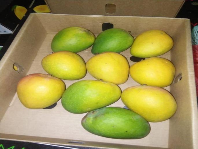 Hapus mangoes from Malawi will come to Mumbai for sale today | मलावी देशातील हापूस आंबा विक्रीसाठी आज येणार मुंबईत Hapus mangoes from Malawi will come to Mumbai for sale today | मलावी देशातील हापूस आंबा विक्रीसाठी आज येणार मुंबईत