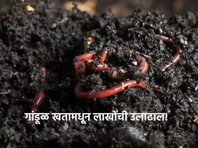 The business of vermicomposting was started as a side business to agriculture. | शेतीला जोडधंदा म्हणून सुरु केला गांडूळ खताचा व्यवसाय,बापलेक करताहेत लाखोंची उलाढाल