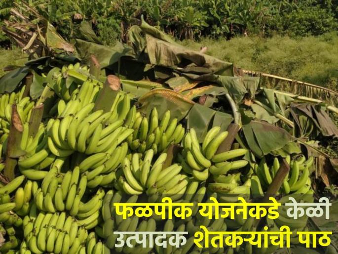 Banana growers turn to climate-based fruit crop insurance scheme | हवामानावर आधारित फळ पीक विमा योजनेकडे केळी उत्पादकांची पाठ...