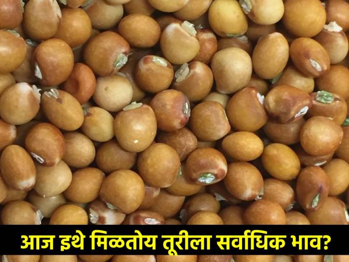 Turi is fetching good price, Gajar Turi with red, white variety is fetching this price per quintal | तुरीला मिळतोय चांगला भाव, लाल, पांढऱ्या वाणासह गज्जर तुरीला क्विंटलमागे एवढा भाव Turi is fetching good price, Gajar Turi with red, white variety is fetching this price per quintal | तुरीला मिळतोय चांगला भाव, लाल, पांढऱ्या वाणासह गज्जर तुरीला क्विंटलमागे एवढा भाव