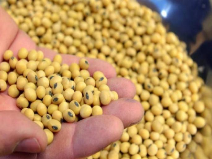 Soybean Market: In Karanja Market Committee of Washim, maximum arrival of soybeans in the morning session, the price is getting.. | Soybean Market: वाशिमच्या कारंजा बाजारसमितीत सकाळच्या सत्रात सर्वाधिक सोयाबीनची आवक, मिळतोय एवढा भाव..