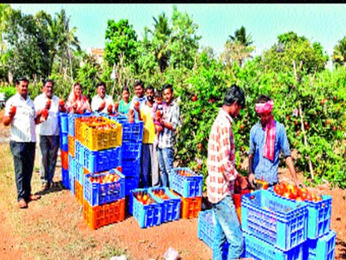 'Residue free pomegranates' demand in Europe | ‘रेसिड्यू’मुक्त डाळिंबांना युरोपात मागणी 'Residue free pomegranates' demand in Europe | ‘रेसिड्यू’मुक्त डाळिंबांना युरोपात मागणी