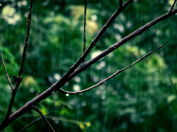 Showers of happiness! | राज्यात पाऊस परतला, माना टाकलेल्या पिकांना दिलासा