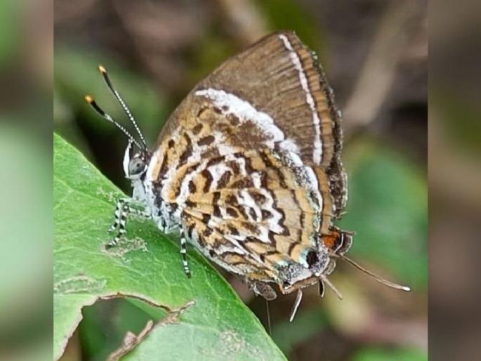 Rare 'monkey puzzle butterfly' spotted for first time in gondia | पहिल्यांदाच दिसले दुर्मीळ 'माकड कोड फुलपाखरू' Rare 'monkey puzzle butterfly' spotted for first time in gondia | पहिल्यांदाच दिसले दुर्मीळ 'माकड कोड फुलपाखरू'