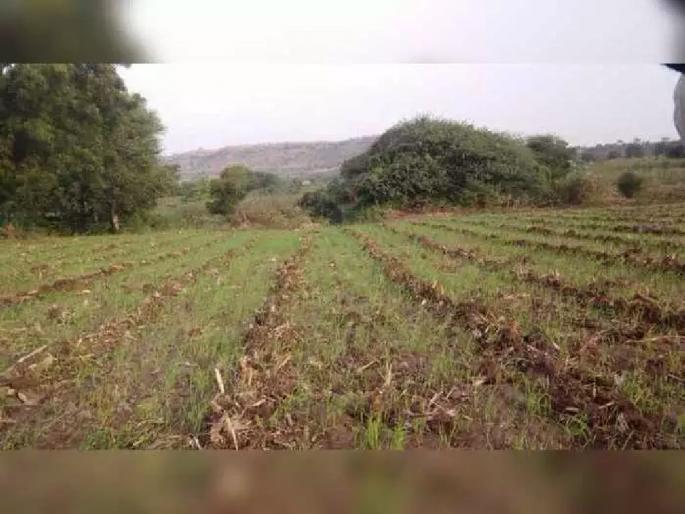 Rabi crop in 'Rambharose' in seven and a half lakh hectares of West Vidarbha; increased concern of farmers | पश्चिम विदर्भातील साडे सात लाख हेक्टरमधील रब्बी ‘रामभरोसे’, शेतकऱ्यांची वाढली चिंता Rabi crop in 'Rambharose' in seven and a half lakh hectares of West Vidarbha; increased concern of farmers | पश्चिम विदर्भातील साडे सात लाख हेक्टरमधील रब्बी ‘रामभरोसे’, शेतकऱ्यांची वाढली चिंता