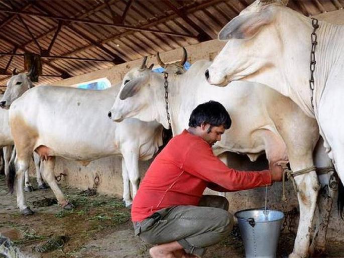 Important decision regarding quality inspection of milk in the state | राज्यातील दुधाच्या गुणवत्ता तपासणीबाबत महत्वाचा निर्णय Important decision regarding quality inspection of milk in the state | राज्यातील दुधाच्या गुणवत्ता तपासणीबाबत महत्वाचा निर्णय