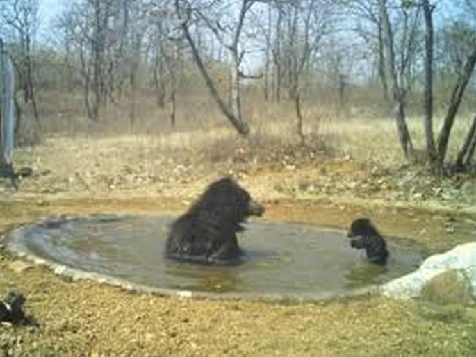For the first time in Dnyanganga sanctuary, animals will be counted by trap cameras | ज्ञानगंगात अभयारण्यात प्रथमच ट्रॅप कॅमेऱ्याद्वारे होणार प्राण्यांची गणना For the first time in Dnyanganga sanctuary, animals will be counted by trap cameras | ज्ञानगंगात अभयारण्यात प्रथमच ट्रॅप कॅमेऱ्याद्वारे होणार प्राण्यांची गणना