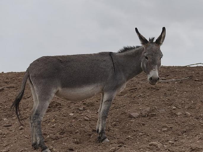 Now even donkeys are being stolen in satara | अजबच झालं! आता गाढवांचीही होतेय चोरी, गायी - म्हशींप्रमाणेच करावी लागतेय राखण Now even donkeys are being stolen in satara | अजबच झालं! आता गाढवांचीही होतेय चोरी, गायी - म्हशींप्रमाणेच करावी लागतेय राखण