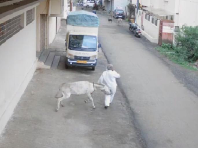 Three injured in donkey attack, Gandhinagar Gram Panchayat administration helpless | गाढवाच्या हल्ल्यात तिघे जखमी, गांधीनगर ग्रामपंचायत प्रशासन हतबल Three injured in donkey attack, Gandhinagar Gram Panchayat administration helpless | गाढवाच्या हल्ल्यात तिघे जखमी, गांधीनगर ग्रामपंचायत प्रशासन हतबल