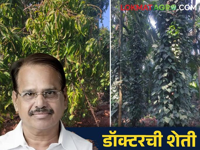 The doctor rambled in the field; Various experiments are being done on an area of 80 acres | डॉक्टर रमले शेतात; ८० एकर क्षेत्रावर करता आहेत विविध प्रयोग The doctor rambled in the field; Various experiments are being done on an area of 80 acres | डॉक्टर रमले शेतात; ८० एकर क्षेत्रावर करता आहेत विविध प्रयोग