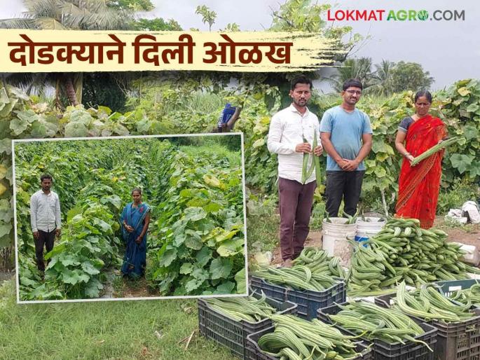 Farmer Success Story: A young farmer of Khutbav earned an income of three and a half lakhs in three months from the ridge gourd dodaka crop | Farmer Success Story : खुटबावच्या युवा शेतकऱ्याची किमया दोडक्याच्या पिकातून तीन महिन्यांत साडेतीन लाखांचे उत्पन्न