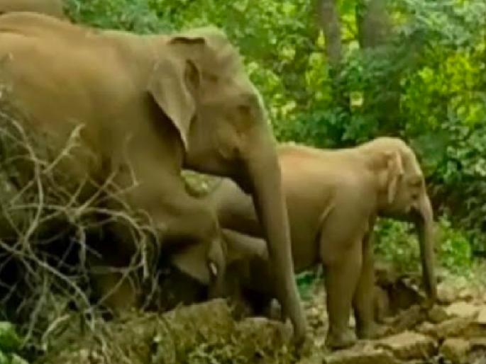 A herd of elephants that had been missing for the past month has returned to the Tilari Valley | Sindhudurg: अज्ञातवासात गेलेला ‘तो’ हत्तींचा कळप परतला, भातकापणीच्या तोंडावर शेतकरी चिंतातुर!