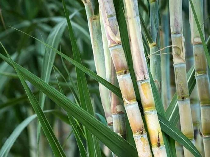 What is the use of sugarcane for farmers; Factories will take | शेतकऱ्यांकडे ऊस असून काय उपयोग; कारखाने घेईनात What is the use of sugarcane for farmers; Factories will take | शेतकऱ्यांकडे ऊस असून काय उपयोग; कारखाने घेईनात