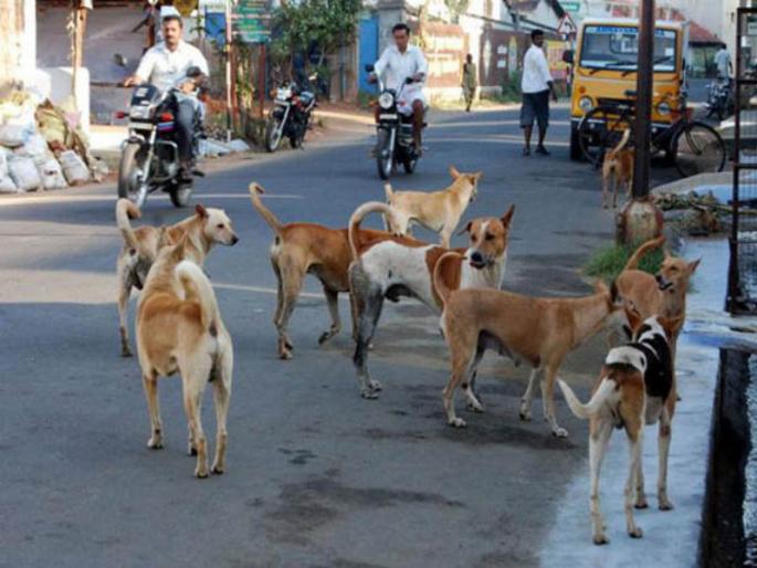 Take control of the Hirawadi jogging track from wandering dogs | हिरावाडी जॉगिंग ट्रॅकचा भटक्या श्वानांकडून ताबा