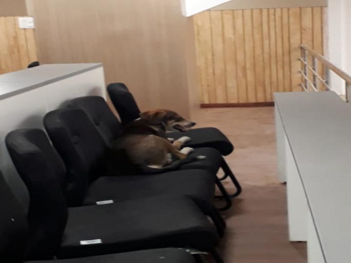 dog sleeping in new auditorium of Municipal Corporation | महापालिकेचे नवीन सभागृह भटक्या कुत्र्यांचा अड्डा dog sleeping in new auditorium of Municipal Corporation | महापालिकेचे नवीन सभागृह भटक्या कुत्र्यांचा अड्डा