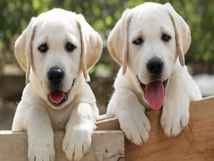 tragic incident in pune the girl was bitten by a dog and was beaten with a stick killing two puppies | पुण्यातील संतापजनक घटना! मुलीला कुत्रा चावल्यामुळे काठीने बदडून कुत्र्यांच्या दोन पिलांना ठार मारले tragic incident in pune the girl was bitten by a dog and was beaten with a stick killing two puppies | पुण्यातील संतापजनक घटना! मुलीला कुत्रा चावल्यामुळे काठीने बदडून कुत्र्यांच्या दोन पिलांना ठार मारले