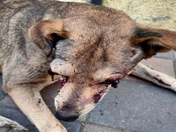 Extremely unfortunate! One attacked a stray dog with a sharp weapon, hitting him on the head and losing his eyes | अत्यंत दुर्दैवी! भटक्या कुत्र्यावर केला धारधार शस्त्राने वार, डोक्यावर मार लागल्याने गमावले डोळे Extremely unfortunate! One attacked a stray dog with a sharp weapon, hitting him on the head and losing his eyes | अत्यंत दुर्दैवी! भटक्या कुत्र्यावर केला धारधार शस्त्राने वार, डोक्यावर मार लागल्याने गमावले डोळे