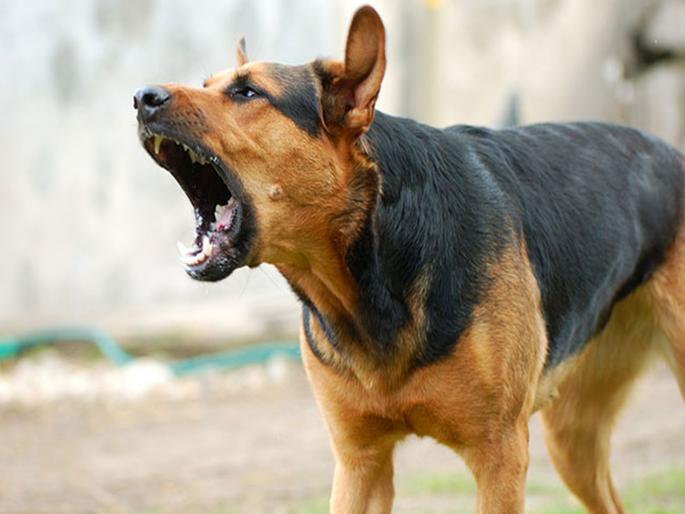 He grabbed the dog's legs and swung them round and round and kild A case has been registered against unknown people in Khamgaon | भुंकतो म्हणून कुत्र्याचे पाय धरून गोलगोल फिरवून आपटले, कुत्र्याचा मृत्यू; न अज्ञातांविरोधात खामगावात गुन्हा दाखल He grabbed the dog's legs and swung them round and round and kild A case has been registered against unknown people in Khamgaon | भुंकतो म्हणून कुत्र्याचे पाय धरून गोलगोल फिरवून आपटले, कुत्र्याचा मृत्यू; न अज्ञातांविरोधात खामगावात गुन्हा दाखल