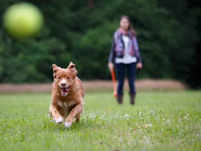The youth girl beaten by four people due to dog barking on a mother; Incidents in Kothrud | धक्कादायक! कुत्रा आईच्या अंगावर भुंकला, चौघा जणांची तरुणीला बेदम मारहाण; कोथरुडमधील घटना The youth girl beaten by four people due to dog barking on a mother; Incidents in Kothrud | धक्कादायक! कुत्रा आईच्या अंगावर भुंकला, चौघा जणांची तरुणीला बेदम मारहाण; कोथरुडमधील घटना